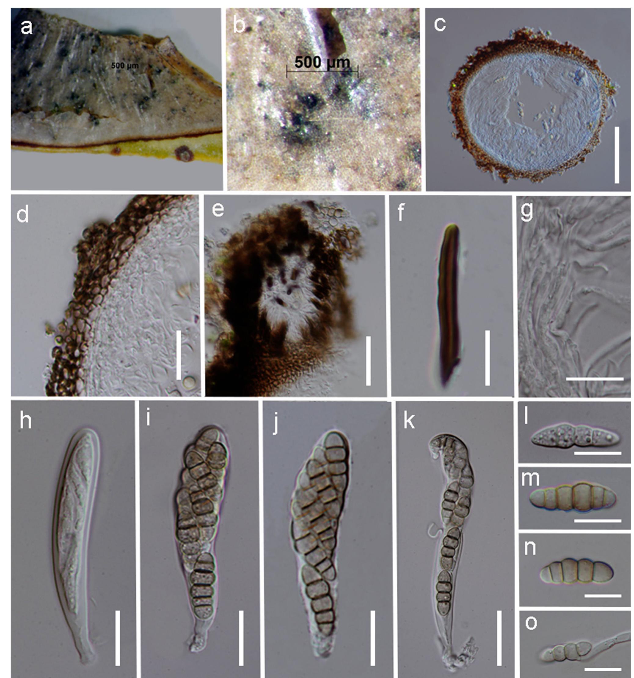PDF) Fungal diversity notes 709–839: taxonomic and phylogenetic