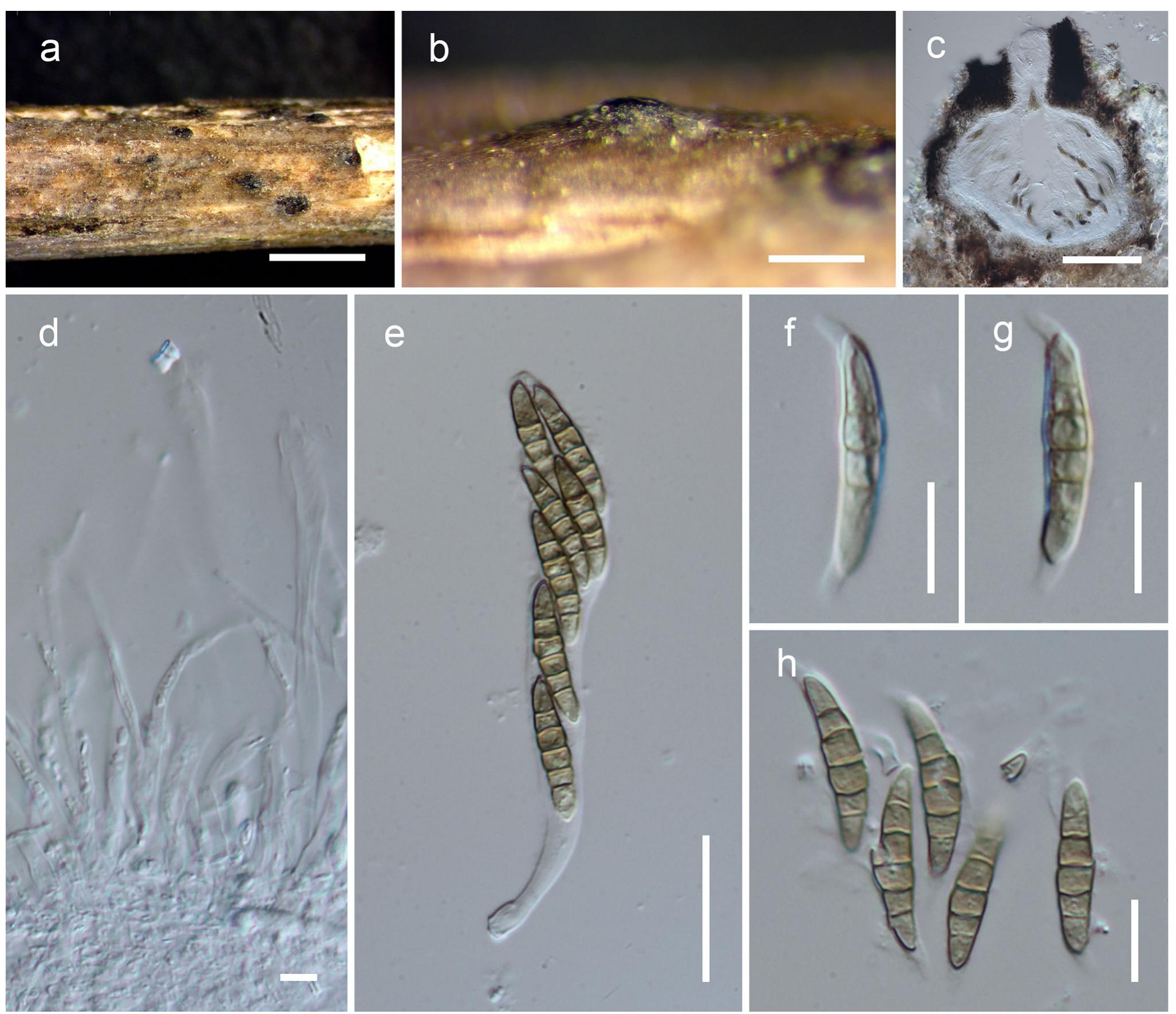 ＷＡ　HI -CAPACITY．45 PDF) Morphology and Phylogeny Reveal New Species and Records
