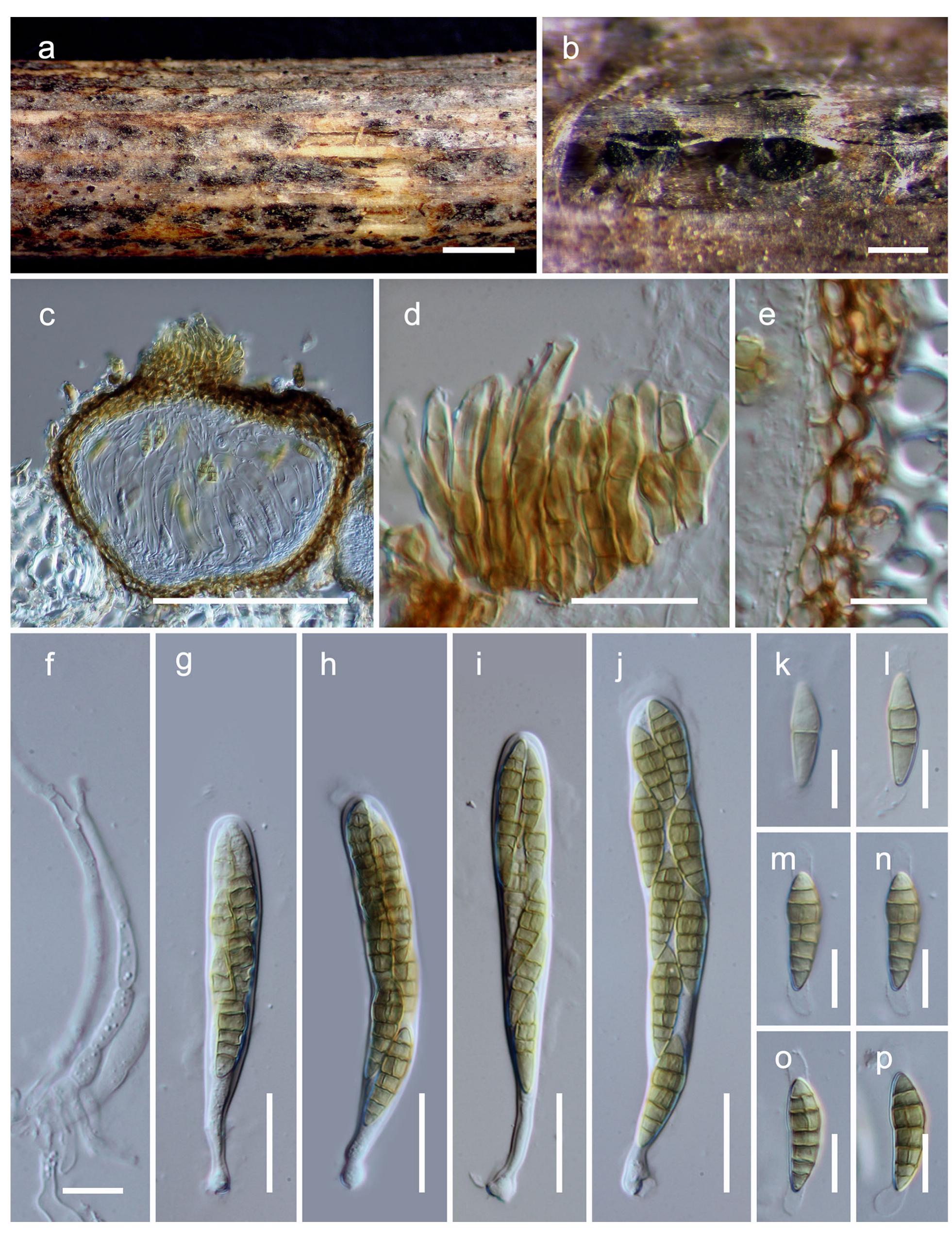 K.A.Z PDF) Fungal diversity notes 709–839: taxonomic and