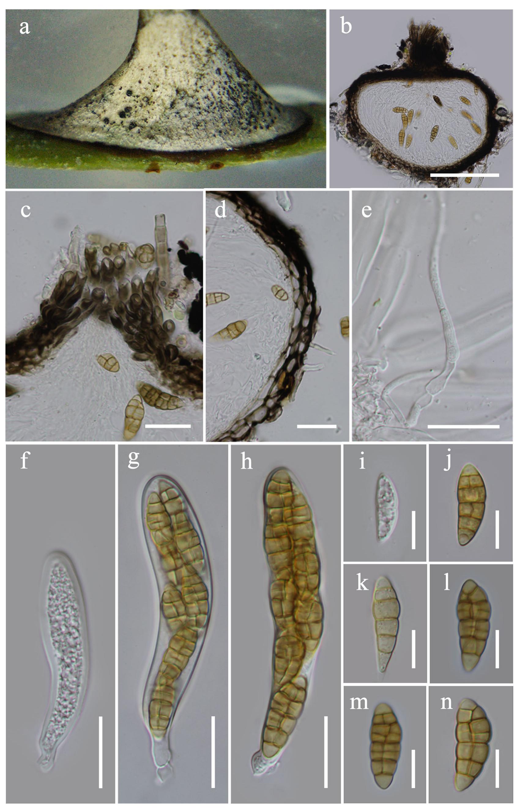 PDF) Fungal diversity notes 709–839: taxonomic and