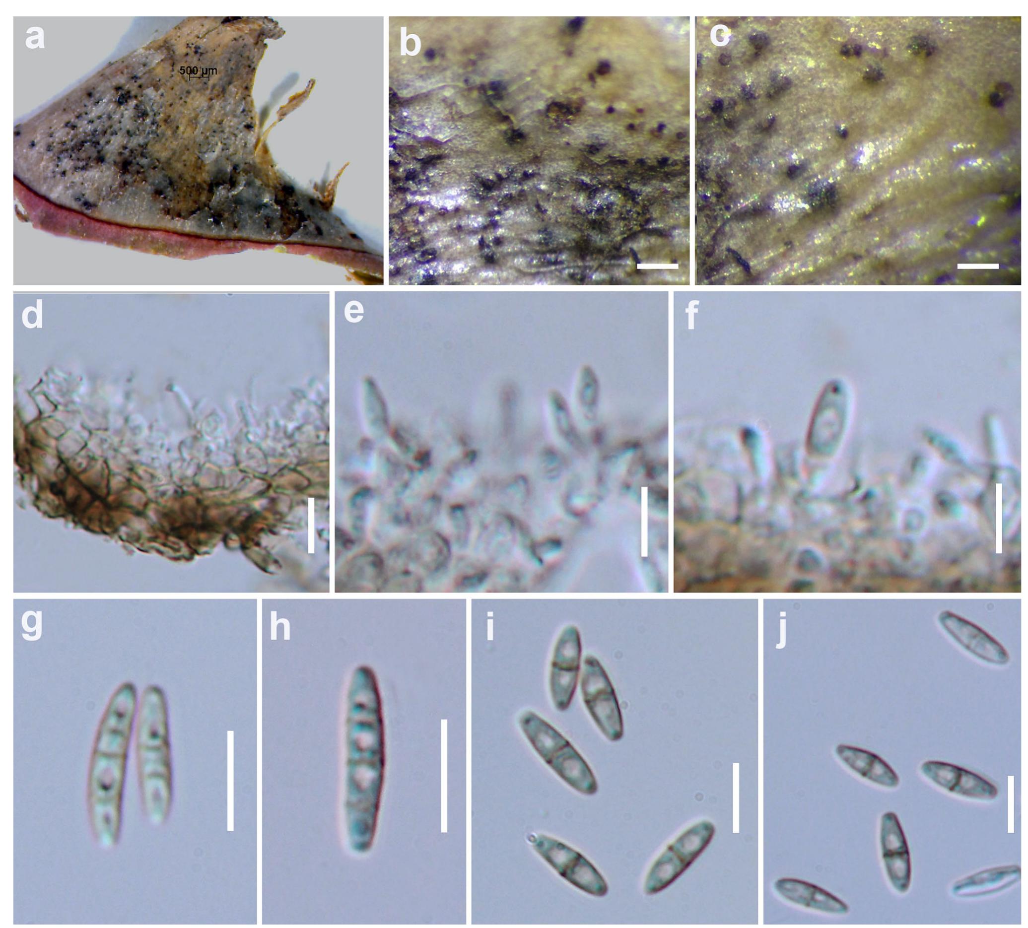 K.A.Z PDF) Fungal diversity notes 709–839: taxonomic and