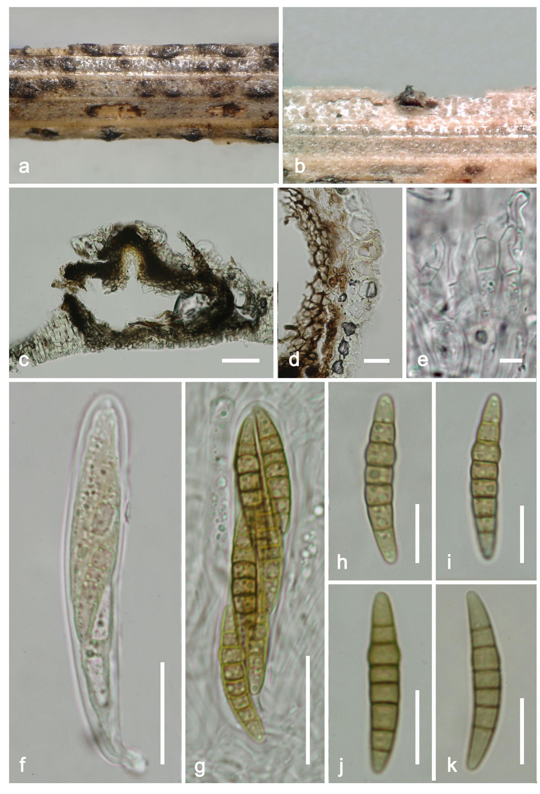 PDF) Fungal diversity notes 709–839: taxonomic and