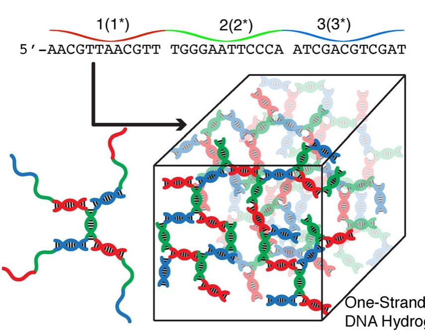 Various Strands Figure 1 - from Programmable DNA Hydrogels Assembled from