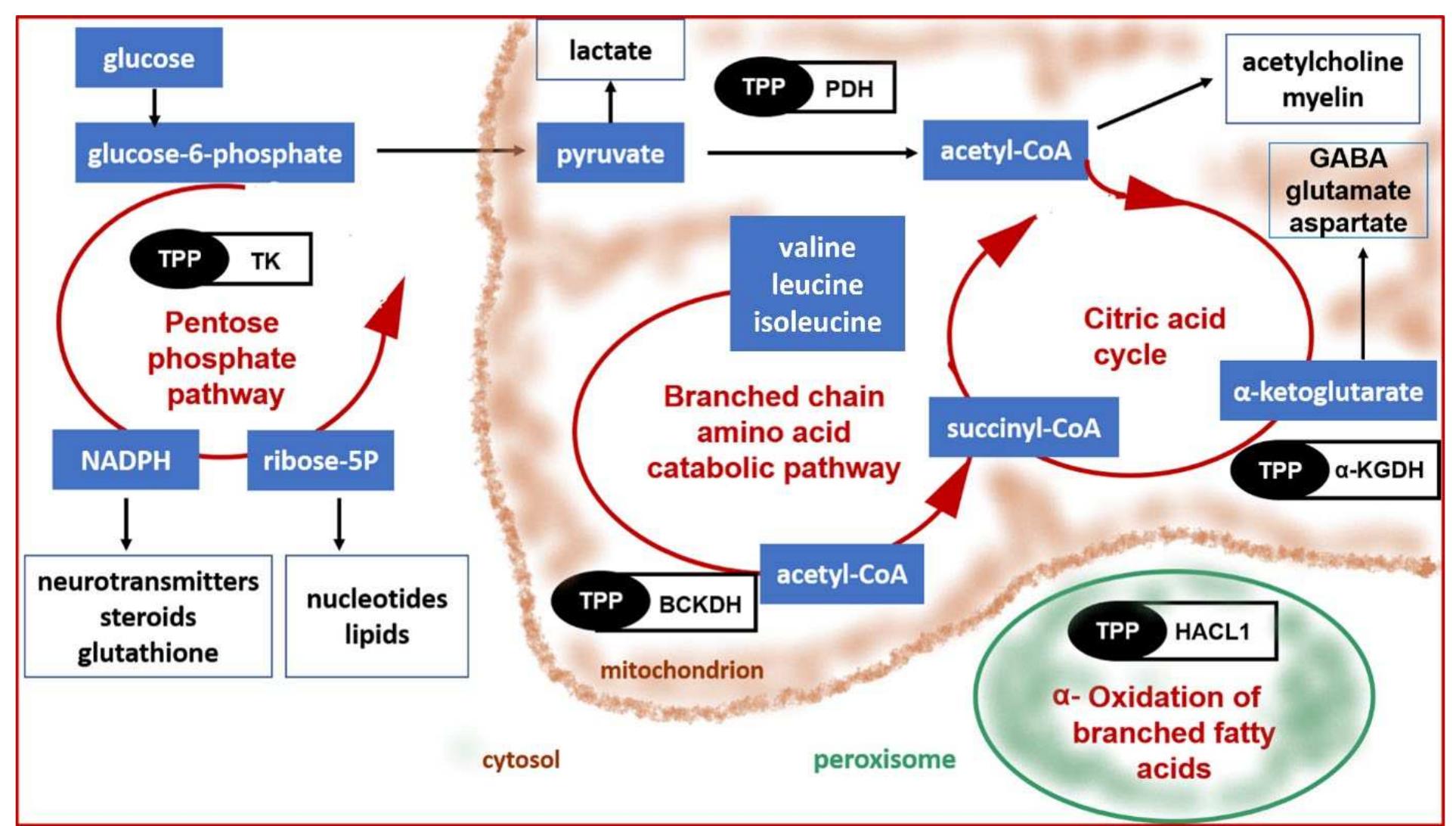 Cellular pathways requiring thiamine pyrophosphate (tpp) as