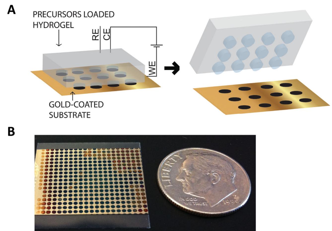 Hydrogel Patterning (PDF) Hydrogel-Mediated Direct Patterning of Conducting Polymer Films ...