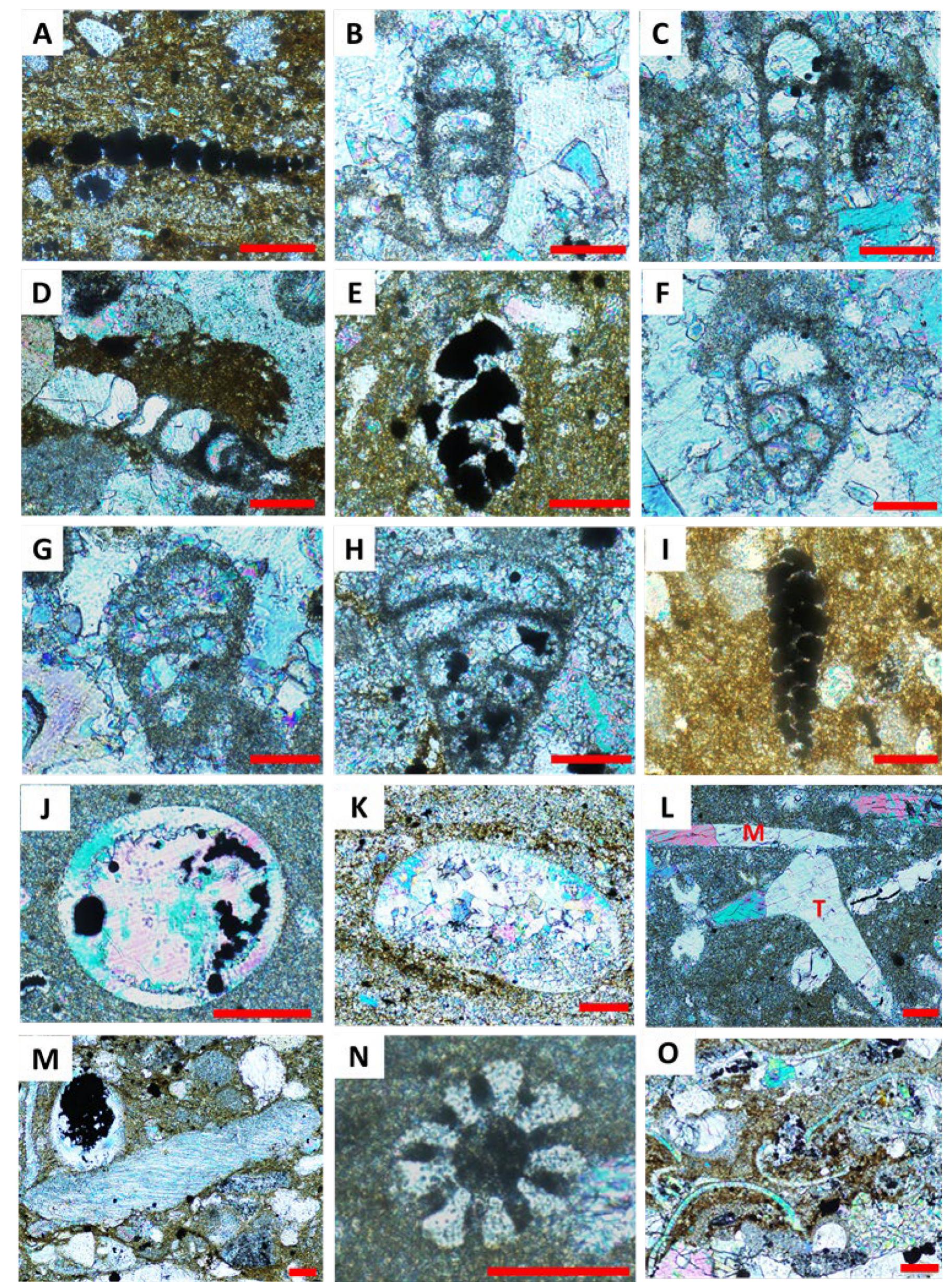 Fig. 5. Photomicrographs of foraminiferal genera and other biocomponents from the studied samples. (A, B) cf. Reophax, J1-6; J2-9. (C, D, H) Eobigenerina sp., J2-9 J2-9. (E, F, G, I) Textulariopsis sp., J1-13; J2-9; J2-9; J2-18; J1-10. (J) Calcareous dinoflagellate cysts, JI-11. (K) Ostracod, J2-17. (L) Monaxon (M) and Triaxon (T sponge spicules, J1-10. (M) Brachiopods, J2-16. (N) Echinoid spine, J2-14. (O) reworked thin bivalves, J1-8. Scale: 50 pm. 