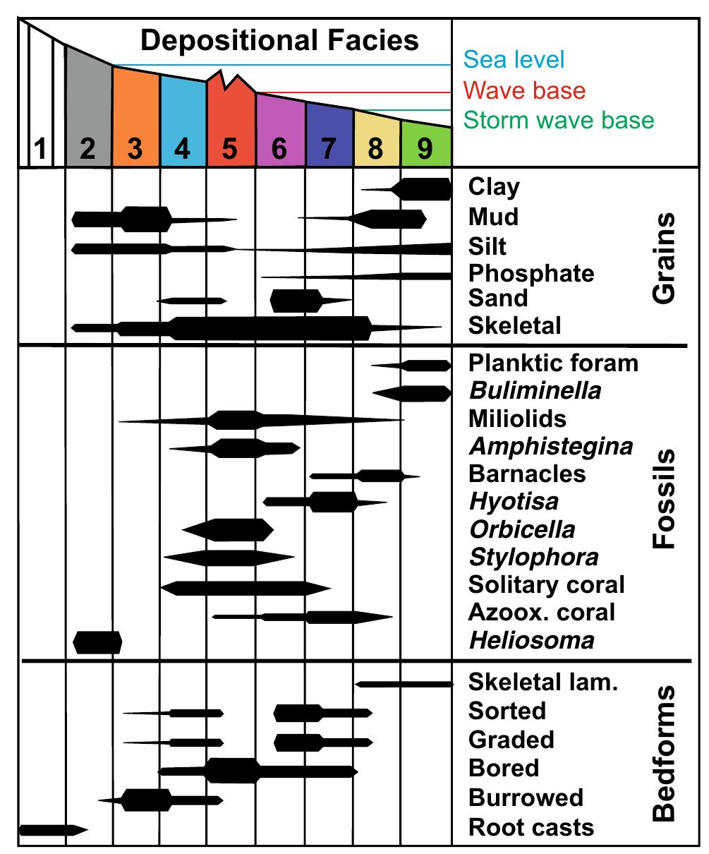 (PDF) Ramp reef depositional facies model for the Mid-Pliocene Golden ...