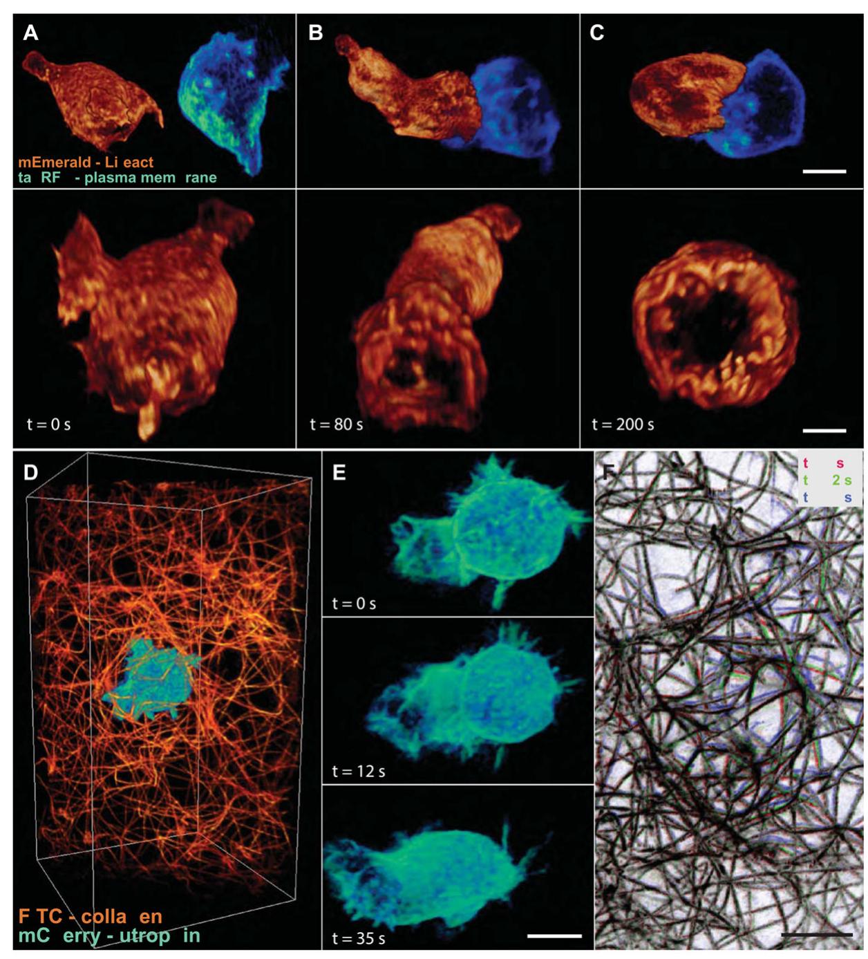 Imaging cell-cell and cell-matrix interactions (a) t cell