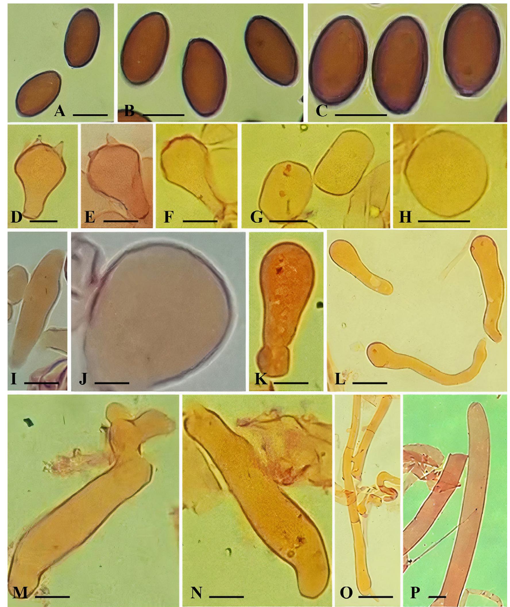 (PDF) First records of Bolbitius coprophilus (Agaricales, Bolbitiaceae ...