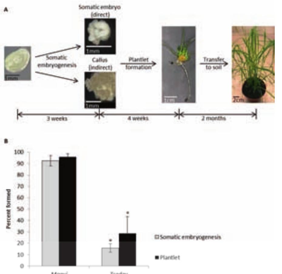 in focus -Fre：sora- Shared Mechanisms of GABAergic and Opioidergic Transmission
