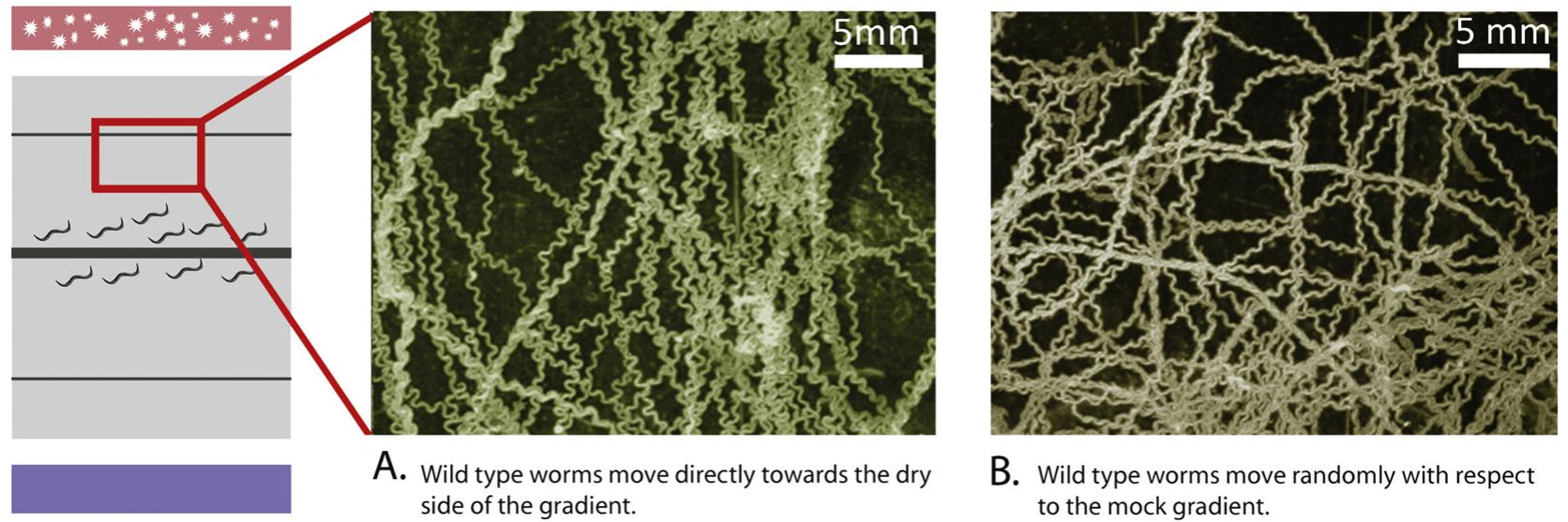 Humidity Gradient Insects (PDF) Apparatus for investigating the reactions of soft-bodied ...