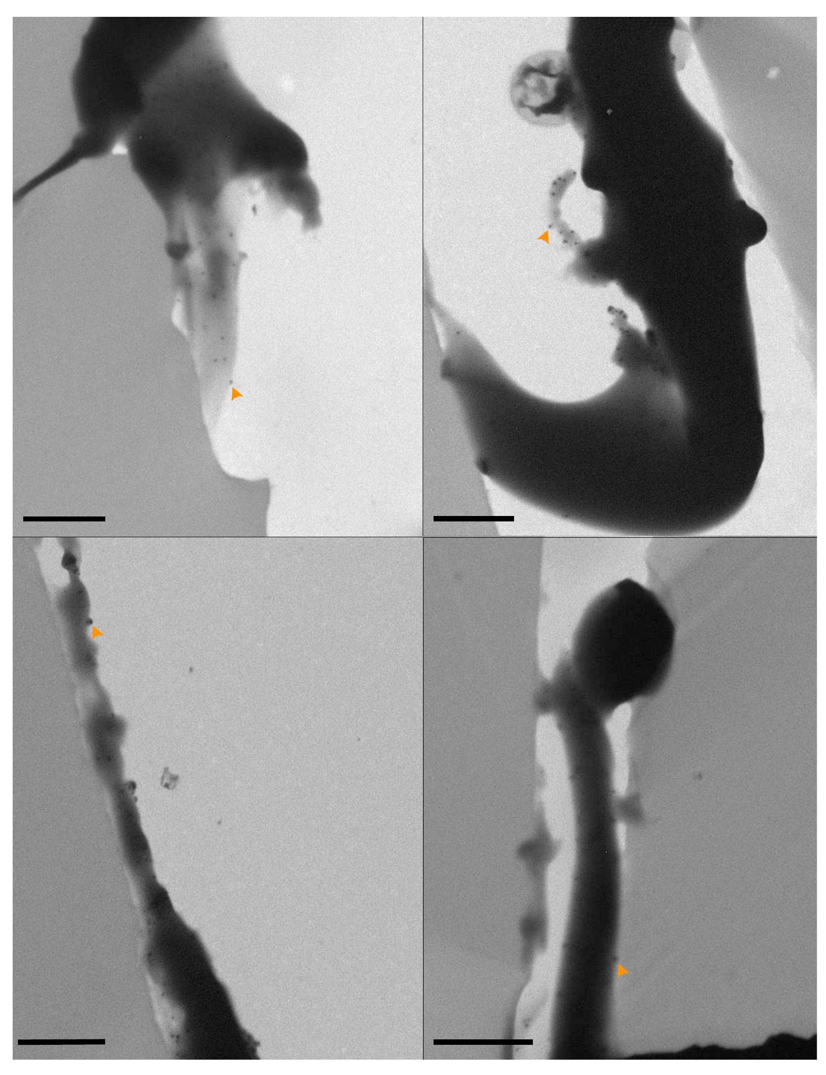 5: transmission electron microscopy images of pdms films