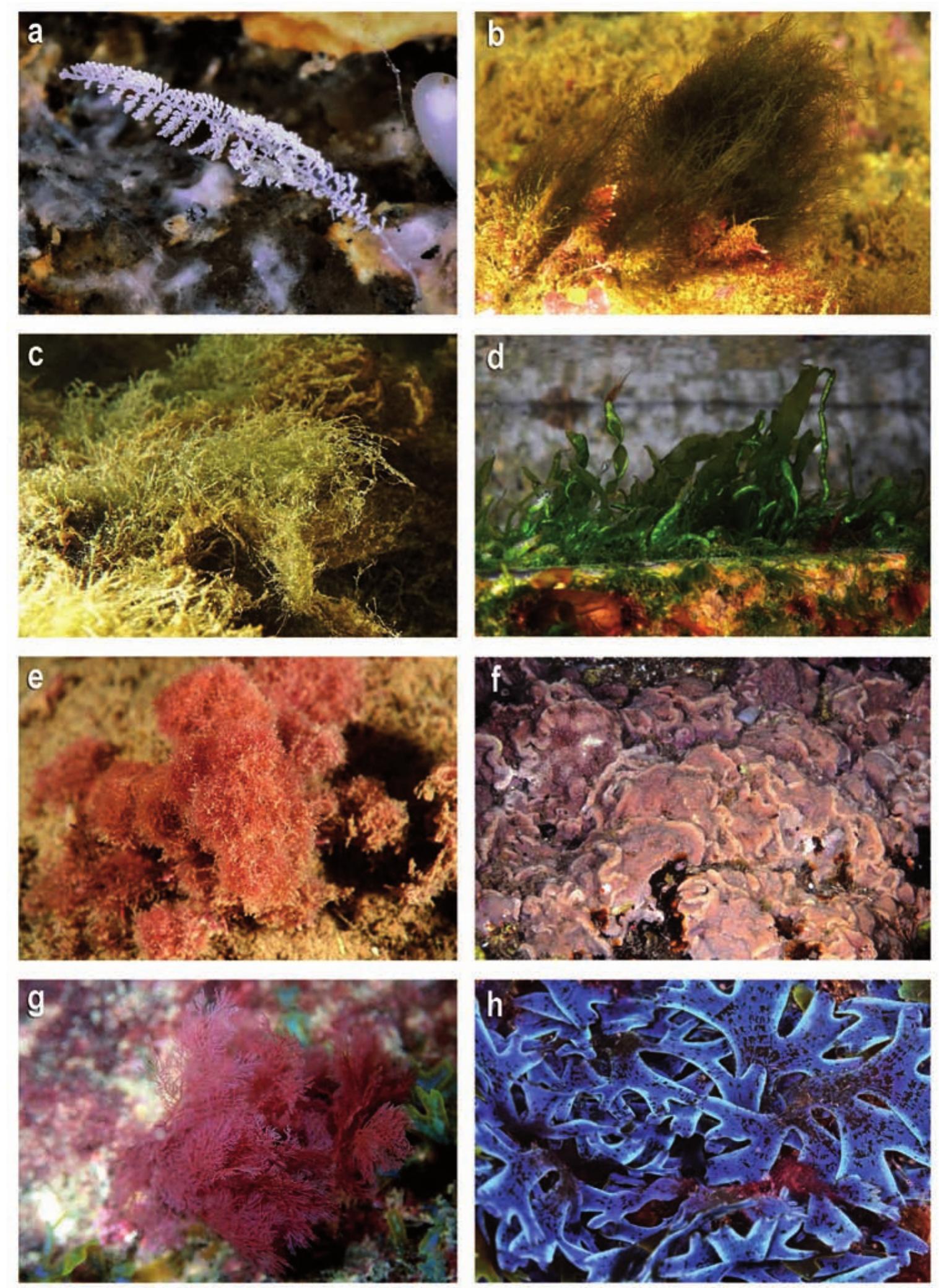 Figure 5. CILIOPHORA. a) Zoothamnium niveum; ALGAE. b) Cladophora sp.; c) Derbessia tenuissima; d) Ulva intestinalis; e) Asparagopsis armata (sporophyte); f) Lithophyllum incrustans; g) Plocamium sp.; h) Dictyota cyanoloma. Pictures: X. Salvador (a, d, f, h); M. Pontes (b, c, e); A. Parera (g). 