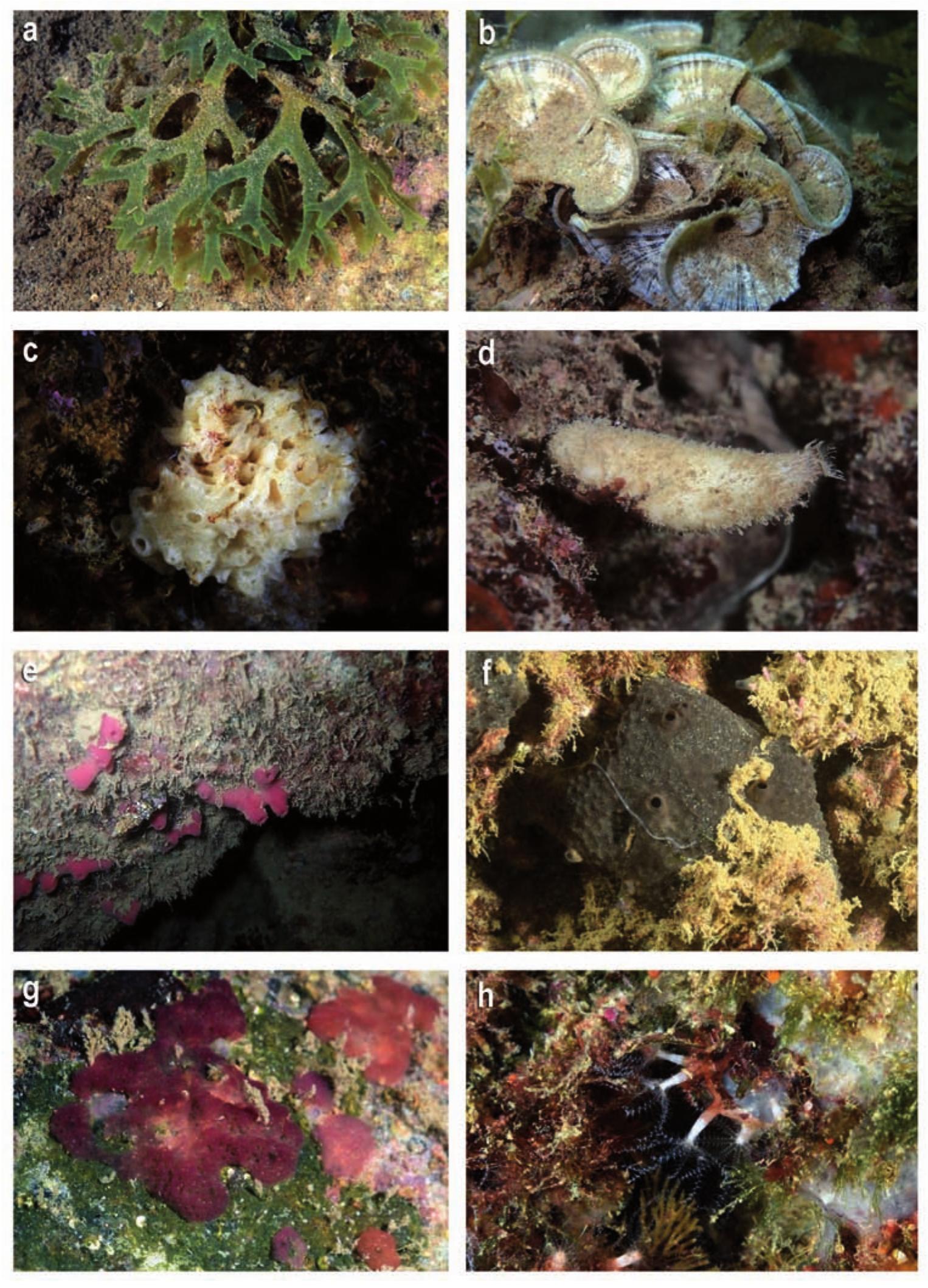 Figure 6. ALGAE. a) Dictyota dichotoma; b) Padina pavonica; PORIFERA. c) Paraleucilla magna; d) Sycon ciliatum; e) Haliclona (Reniera) mediterranea; f) Sarcotragus spinosulus; g) Homoscleromorpha  sp.; CNIDARIA. h) Clavularia crassa. Pictures: M. Pontes (a, c, f, g, h); A. Parera (b,e) X. Salvador (d). 