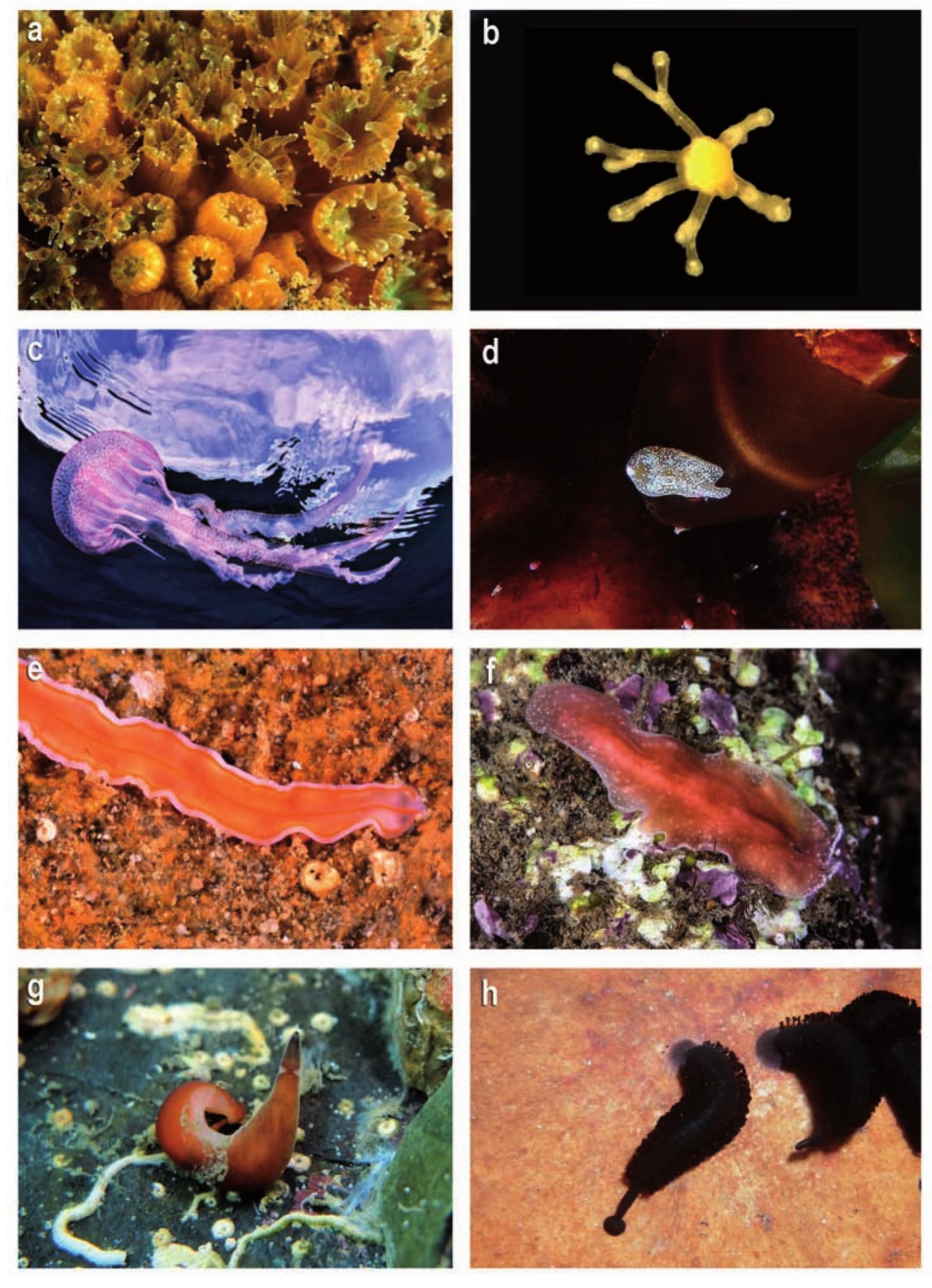 Figure 7. CNIDARIA. a) Oculina patagonica; b) Eleutheria dichotoma; c) Pelagia noctiluca, ACOELO- MORPHA. d) Acoelomorpha; PLATHYHELMINTES. e) Cestoplana rubrocincta; f) Eurylepta cornuta; NEMERTEA. g) Paradrepanophorus crassus; ANNELIDA. h) Branchelion torpedinis. Pictures: M. Pontes (a); A. Parera (b) X. Salvador (c, d, e, f, g, h). 