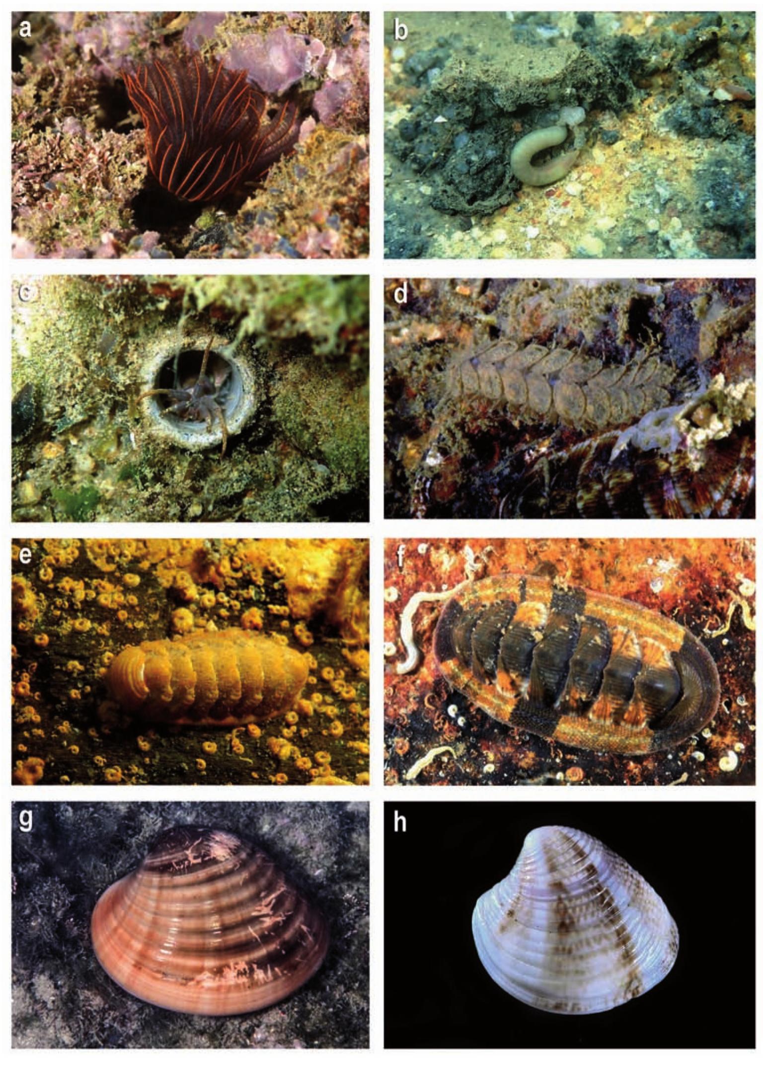 Figure 8. ANNELIDA. a) Branchiomma luctuosum; b) Capitella capitata; ¢) Diopatra neapolitana; d) Harmothoe areolata, MOLLUSCA. e) Lepidopleurus cajetanus; f) Rhyssoplax olivacea; g) Callista chione; h) Chamelea gallina. Pictures: M. Pontes (a, d, e, f); A. Parera (b,c) X. Salvador (g, h). 