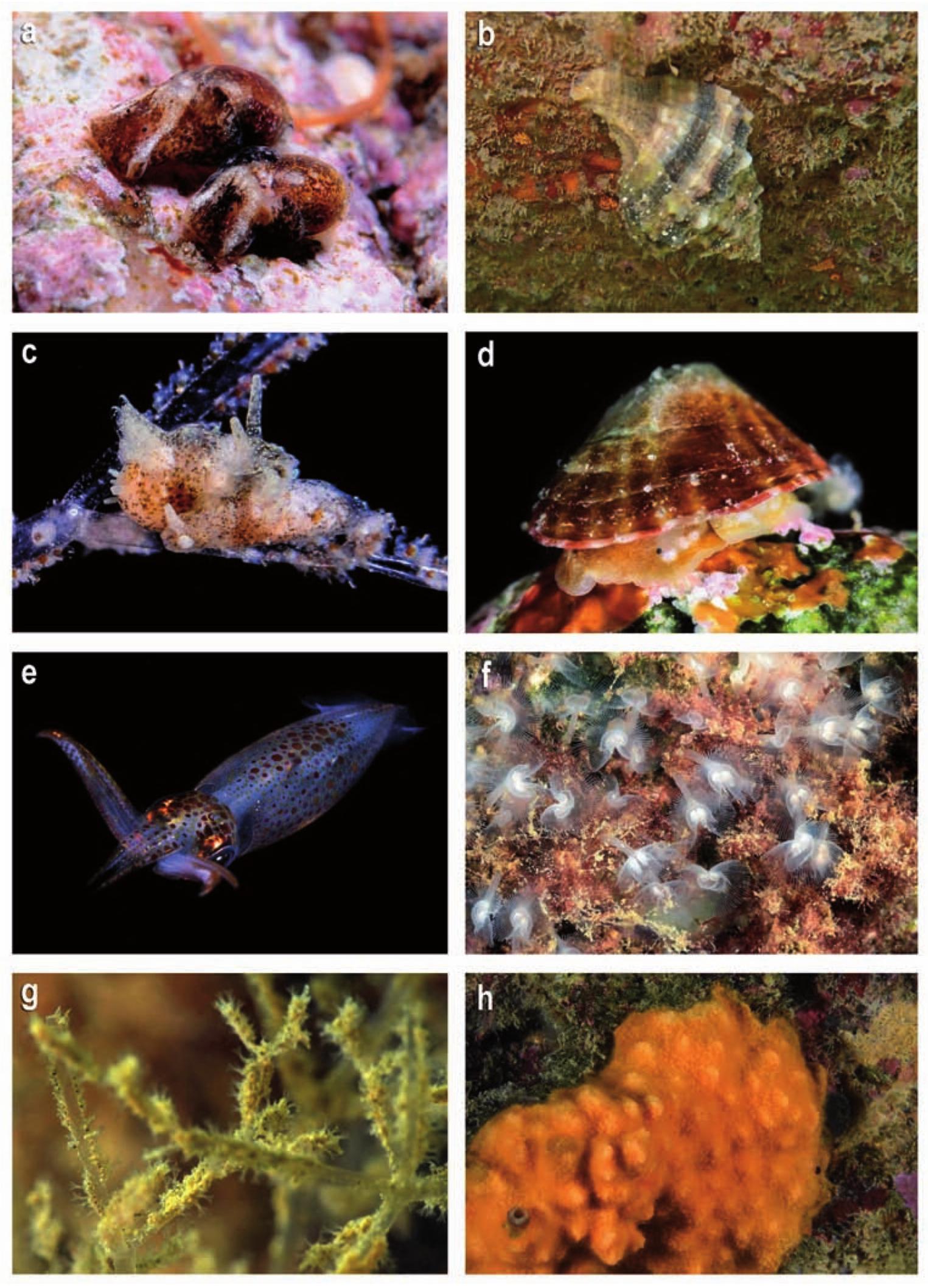 Figure 12, MOLLUSCA. a) Haminoea hydatis; b) Hexaplex trunculus; c) Polycerella emertoni; d) Wil- liamia gussoni; e) Loligo vulgaris, PHORONIDA. f) Phoronis hippocrepia; BRYOZOA. g) Amathia  verticillata; h) Schizomavella (Schizomavella) mamillata. Pictures: X. Salvador (a, c, d, e); M. Balleste- ros (b); M. Pontes (f, g, h). 