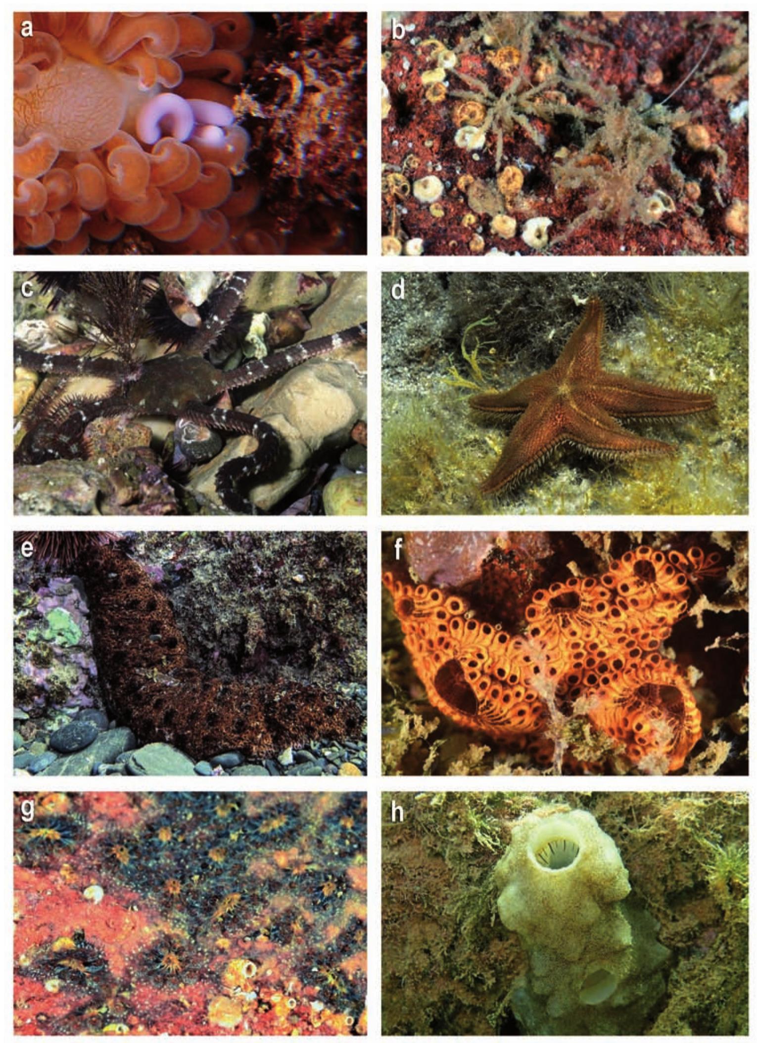 Figure 14. ARTHROPODA. a) Splanchnotrophus sp.; b) Pycnogonida, ECHINODERMATA. c) Oph- ioderma longicauda; d) Astropecten spinulosus; e) Holothuria (Holothuria) mammata; TUNICATA. f)  Botrylloides sp.; g) Botryllus schlosseri; h) Phallusia mamillata. Pictures: X. Salvador (a, e); M. Pontes (b, c, d, f, g); M. Ballesteros (h). 