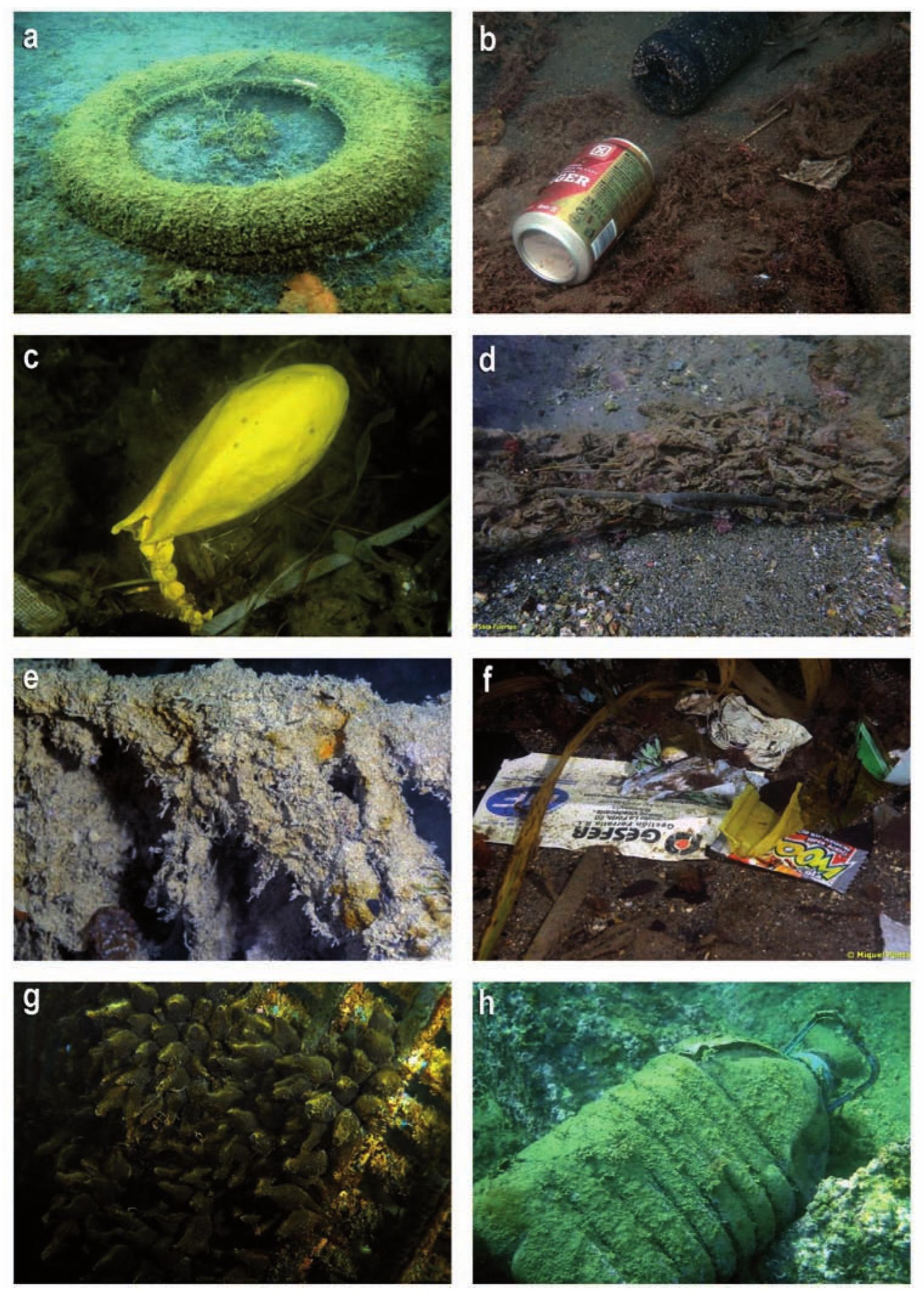 Figure 17, MARINE LITTER. a) Car tire; b) Beer can and plastic bottle; c) Discarded latex balloon; d) Wet wipes roll with algae and branches; e) Wet wipes curtain hanging from a submerged rope; f) Micro-  plastics; g) Plastic grid filled with cuttlefish egg spawn; h) Water bottle. Pictures: M. Pontes (a, b, c, e, f, g); S. Fuertes (d); A. Parera (h). 