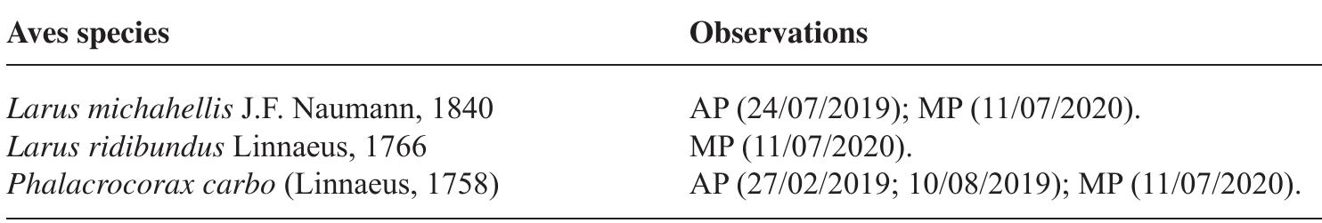 Table 13. Bird species and observations (dd/mm/yyyy).  Three species of marine birds were observed during the samplings (Table 13): the yellow- legged gull Larus michahellis and the common black-headed gull Larus ridibundus, which were observed flying over the Forum bathing area, and the cormorant Phalacrocorax carbo, which was observed resting on the access stairs by the sea side. However, our samplings were focussed on the submerged areas, and so a dedicated census of sea birds in the area should be carried out. We consider these species as part of the biodiversity of the Forum ecosystem as they are involved in the trophic network. 