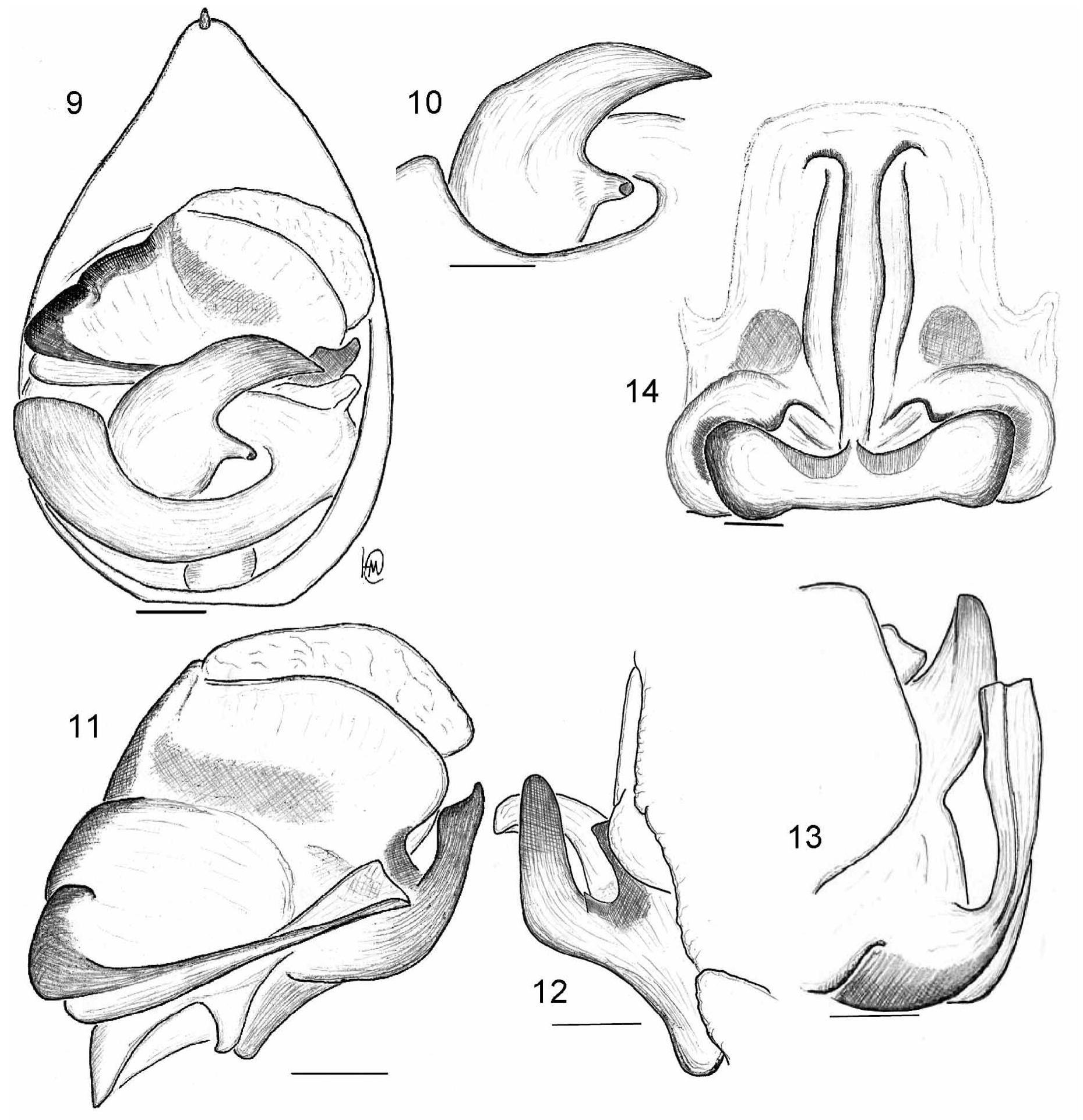 "IGURES 9-14. Pardosa eskovi sp. nov. 9, left male palp, ventral view. 10, left tegular apophysis. 11-13, terminal part of left ulbus in ventral (11), retrolateral (12) and frontal view (13). 14, epigyne, ventral view. Scale lines 0.1 mm. 