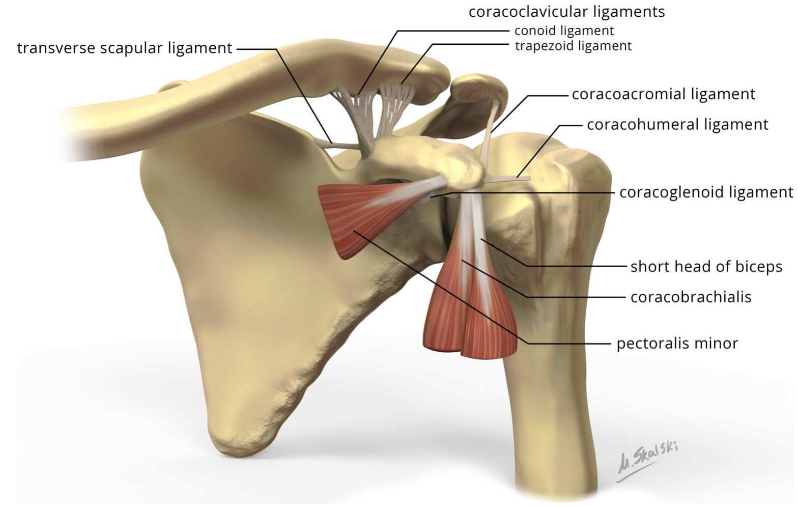 (PDF) Coracoid process fractures: anatomy, injury patterns ...