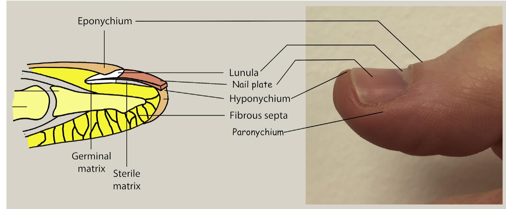Anatomy of the fingertip shown in sagittal section (left)