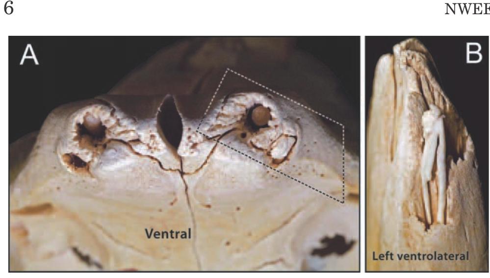 Figure 11 - from Vestigial Tooth Anatomy and Tusk
