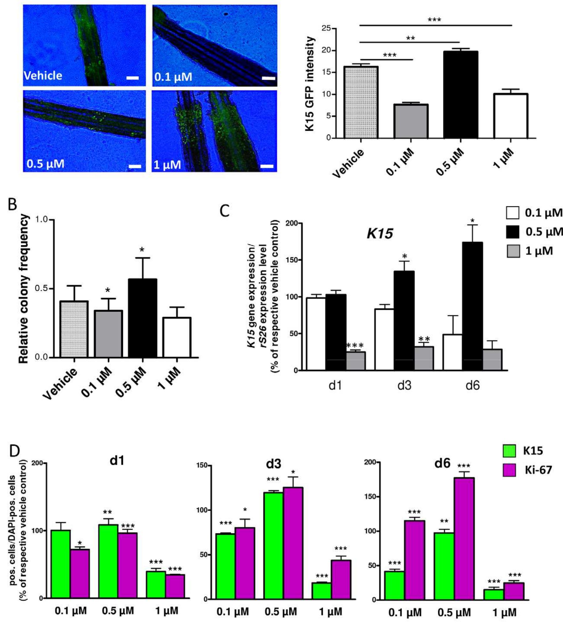 Figure 5. Spermidine modulates colony forming efficiency and K15 expression of isolated K15-GFP+ cells in vitro. A. Spermidin regulates expression of K15 promoter-driven GFP expression in hair follicles in situ in a dose-dependent manner; scale bars, 100 um. B. Color formation assay of isolated and cultured K15-GFP+ under different spermidine concentrations revealed that 0.5 uM spermidine significant upregulated colony forming efficiency, whereas 0.1 and 1 uM reduced it. C. Quantitative RT-PCR of K75 in isolated and cultured K15-GFP+ cells und the presence of spermidine. K75 expression is presented in comparison to the housekeeping gene rS26. D. Evaluation of proliferative and apoptot events in isolated and cultured K15-GFP+ cells under the influence of spermidine for 6 days. At three time points (d1, d3, and d6) cells were labele with K15, Ki-67 and DAPI. K15- and Ki-67-positive cells were counted and expressed as percentage of all DAPI-positive cells (nuclei). Error bai represent means+SEM; data were analysed by unpaired Student's t-test (vehicle group vs. test group; A, C) and two-way ANOVA test (withi corresponding groups; B, D);*P<0.05; **P<0.01;***P<0.001.  doi:10.1371/iournal.oone.0022564.q005 