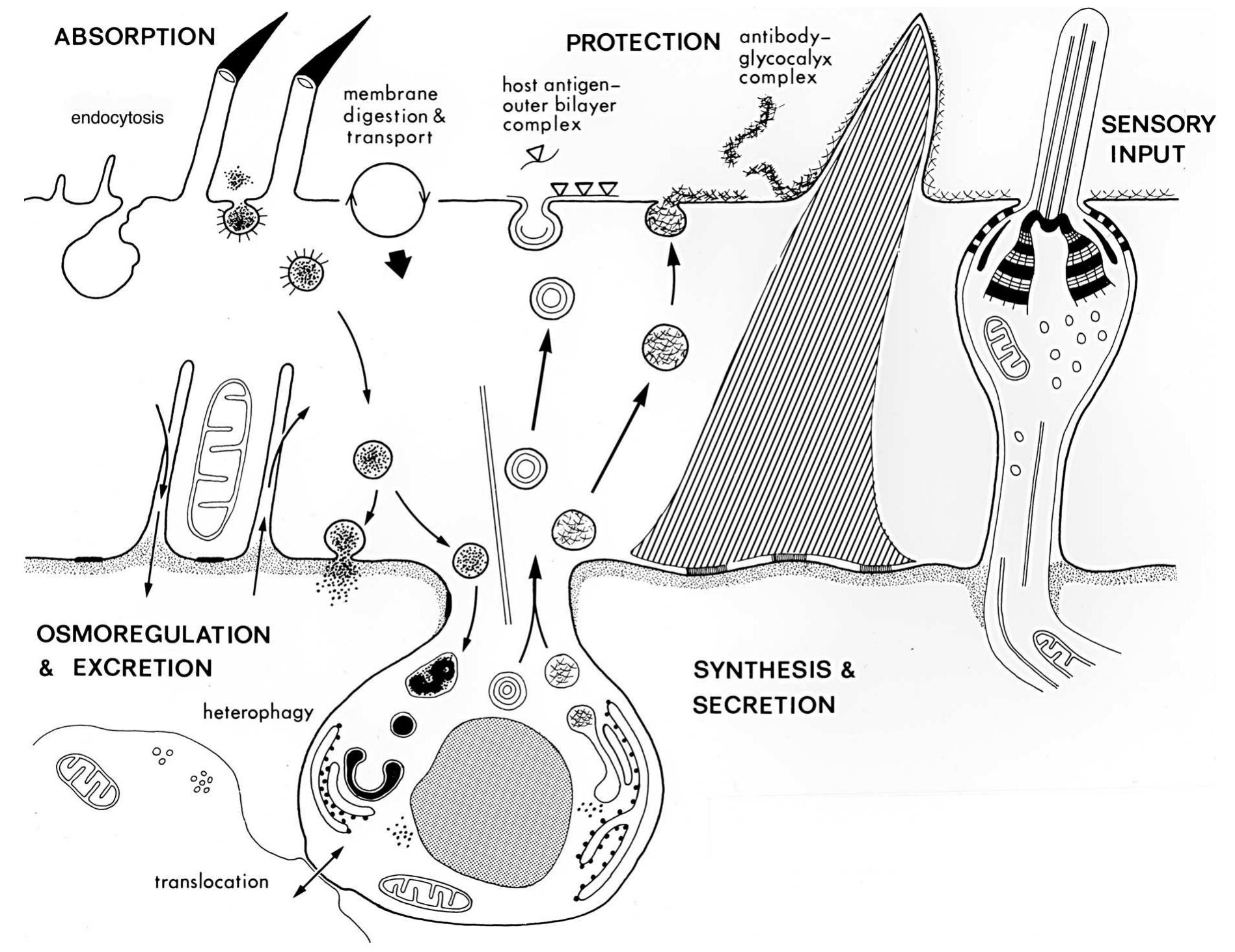 Tegu Substrate Figure 1 - from Role of the tegument and gut in nutrient