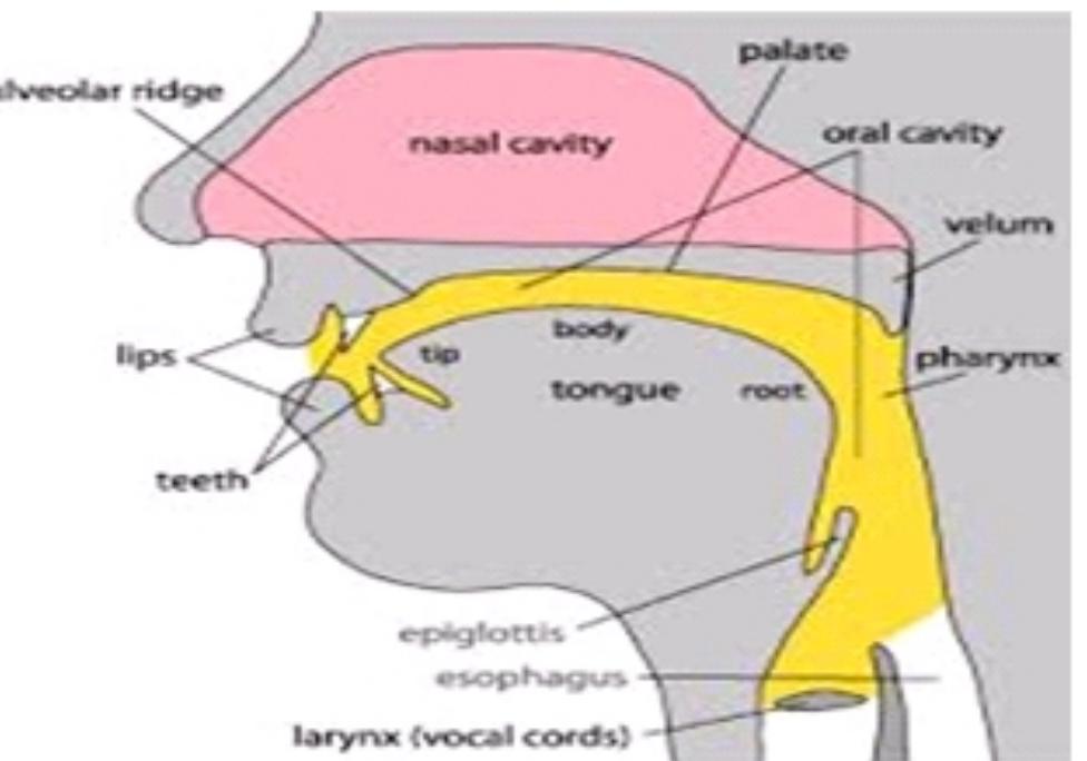 Diagram Of The Organs Of Speech Showing The Pharynx Source Diagram Of The Organs Of Speech Showing The Pharynx Source