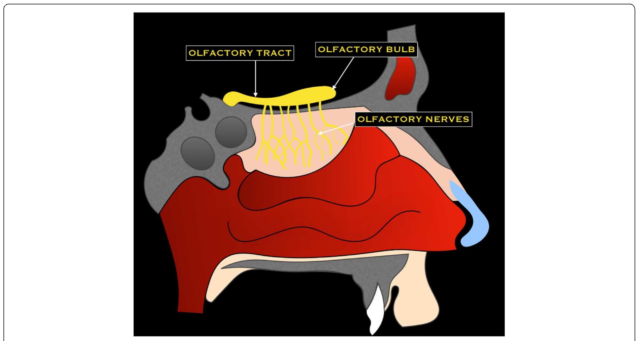 Schematic drawing of the olfactory nerve