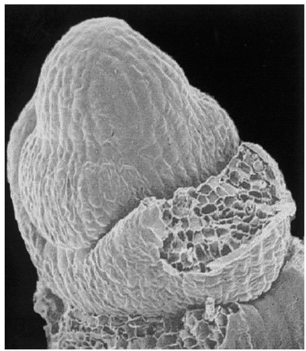 (PDF) Phyllotaxy