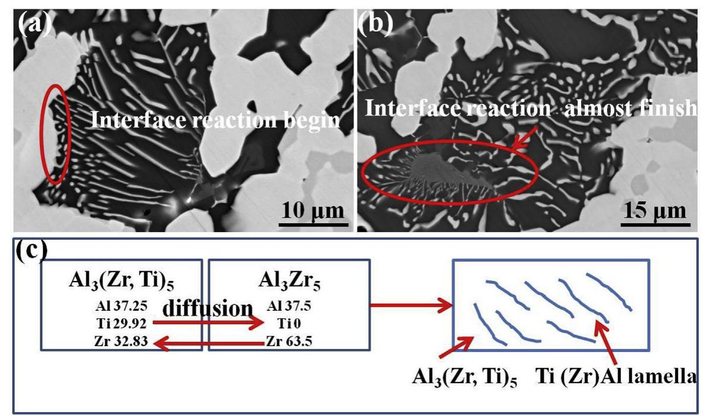 The growth profile of the coarse lamella (a) interface