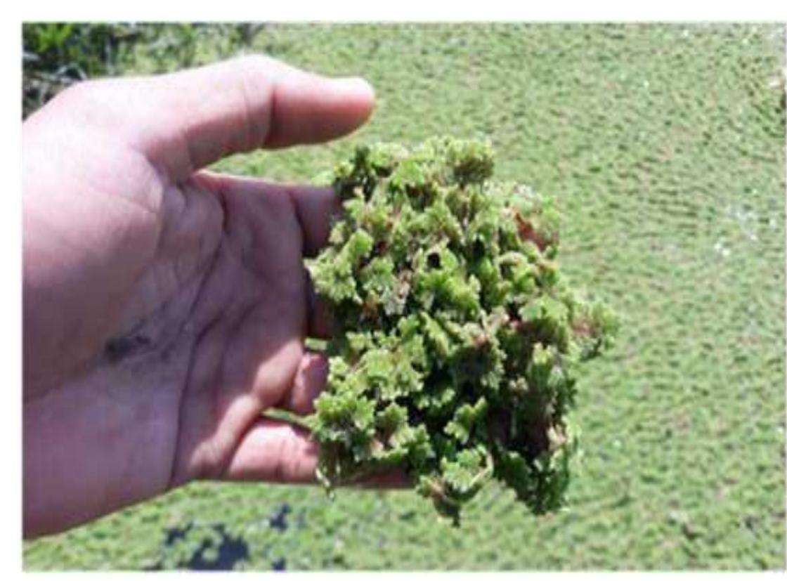 (PDF) Azolla as Waste Decomposer and Bio-fertilizer: A Review