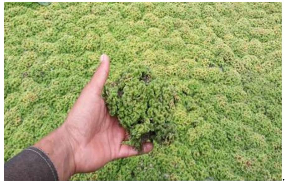 (PDF) Azolla as Waste Decomposer and Bio-fertilizer: A Review