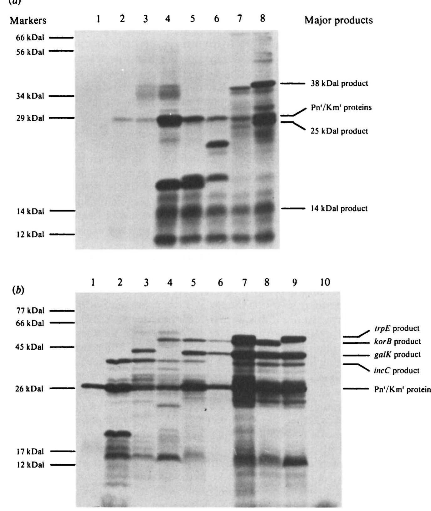 Trfb (PDF) Molecular Genetic Analysis of the trfB and korB Region of Broad ...