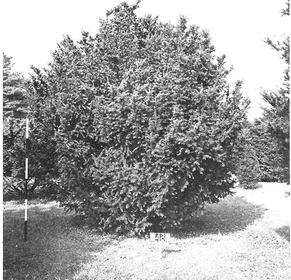 Figure 71 - from A study of the genus taxus