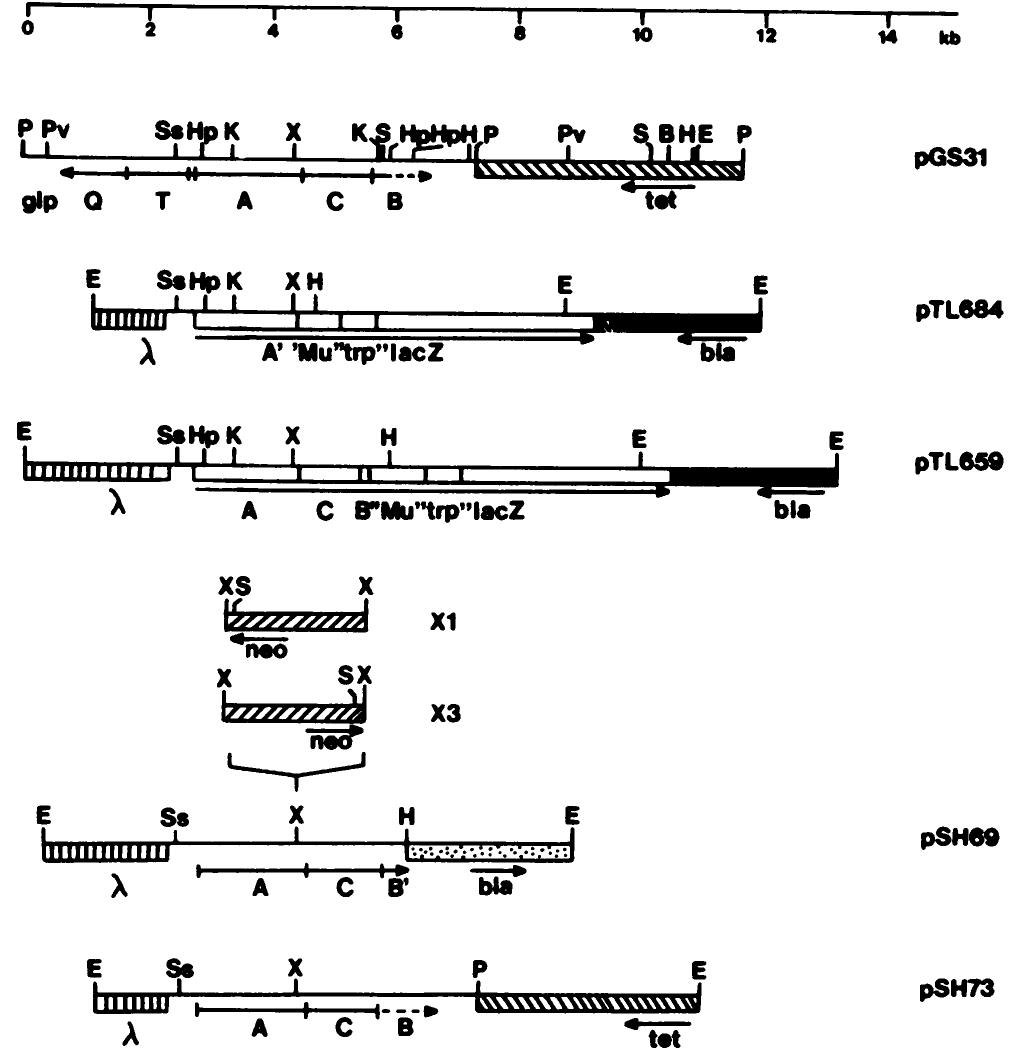 Restriction maps of plasmids carrying portions of the