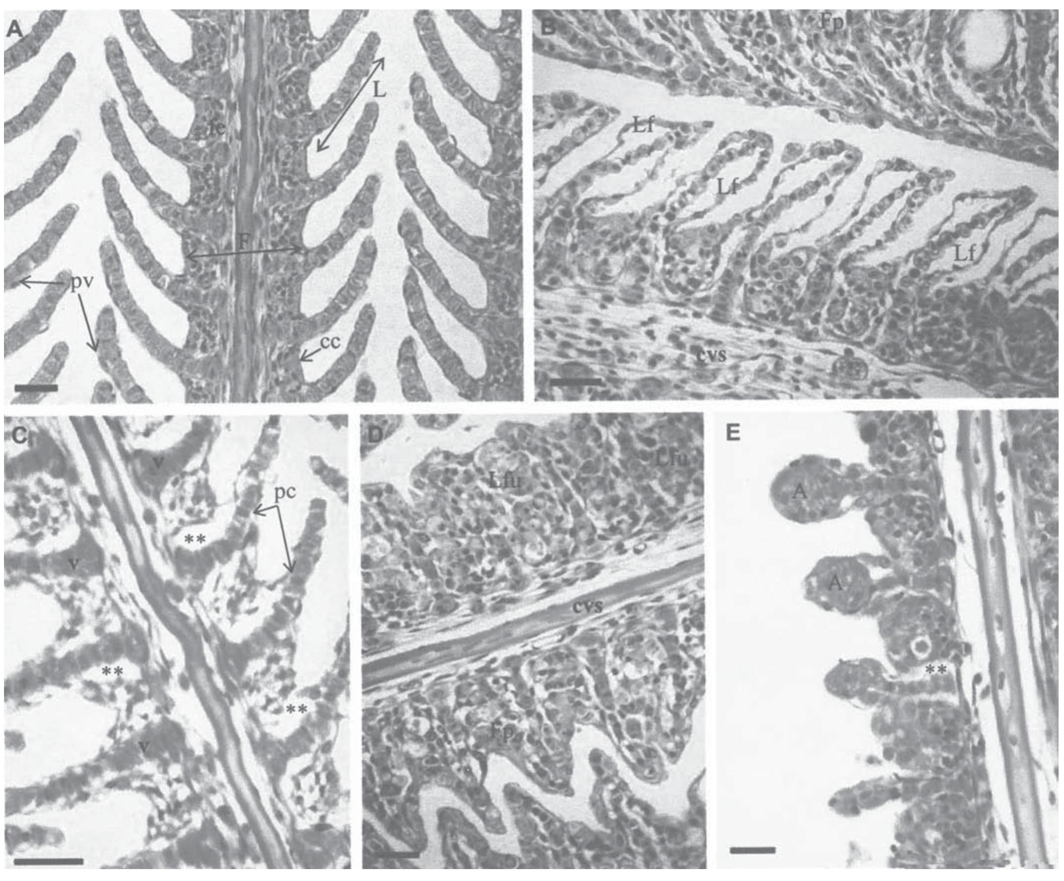 (PDF) Histopathological changes in liver and gill epithelium of Nile ...