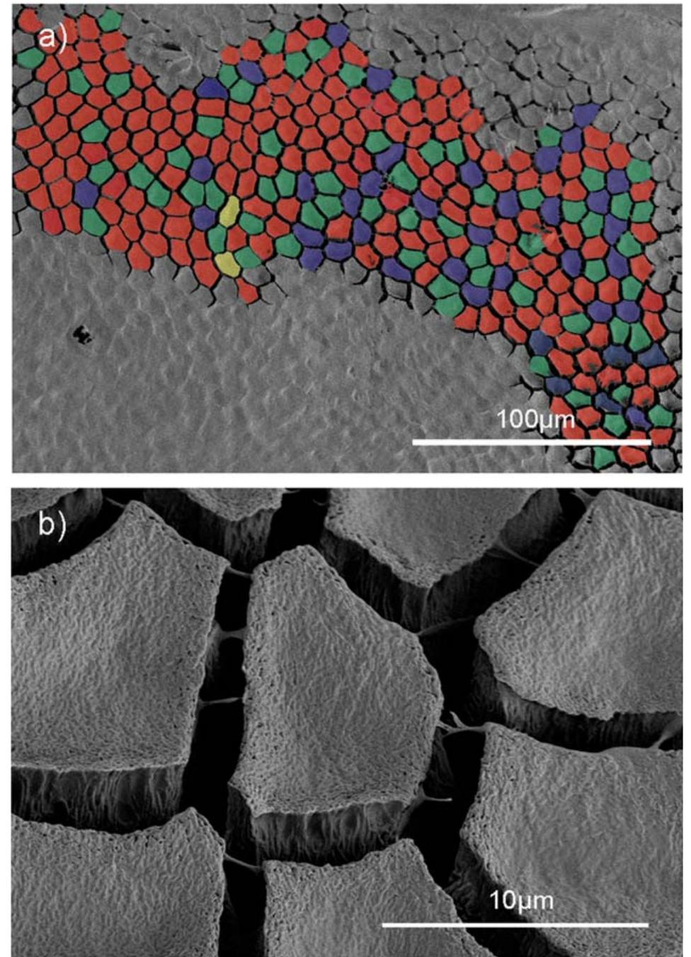 Pad Cell Structure (PDF) Comparative Cryo-SEM and AFM studies of hylid and rhacophorid ...