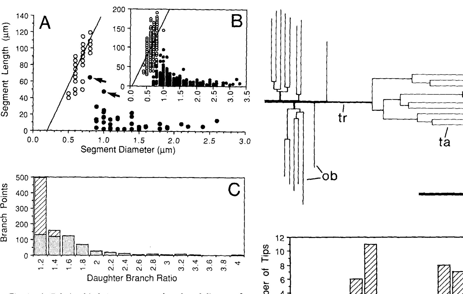 Pyramidal Cels Figure 6 - from Dendritic morphology of pyramidal neurones