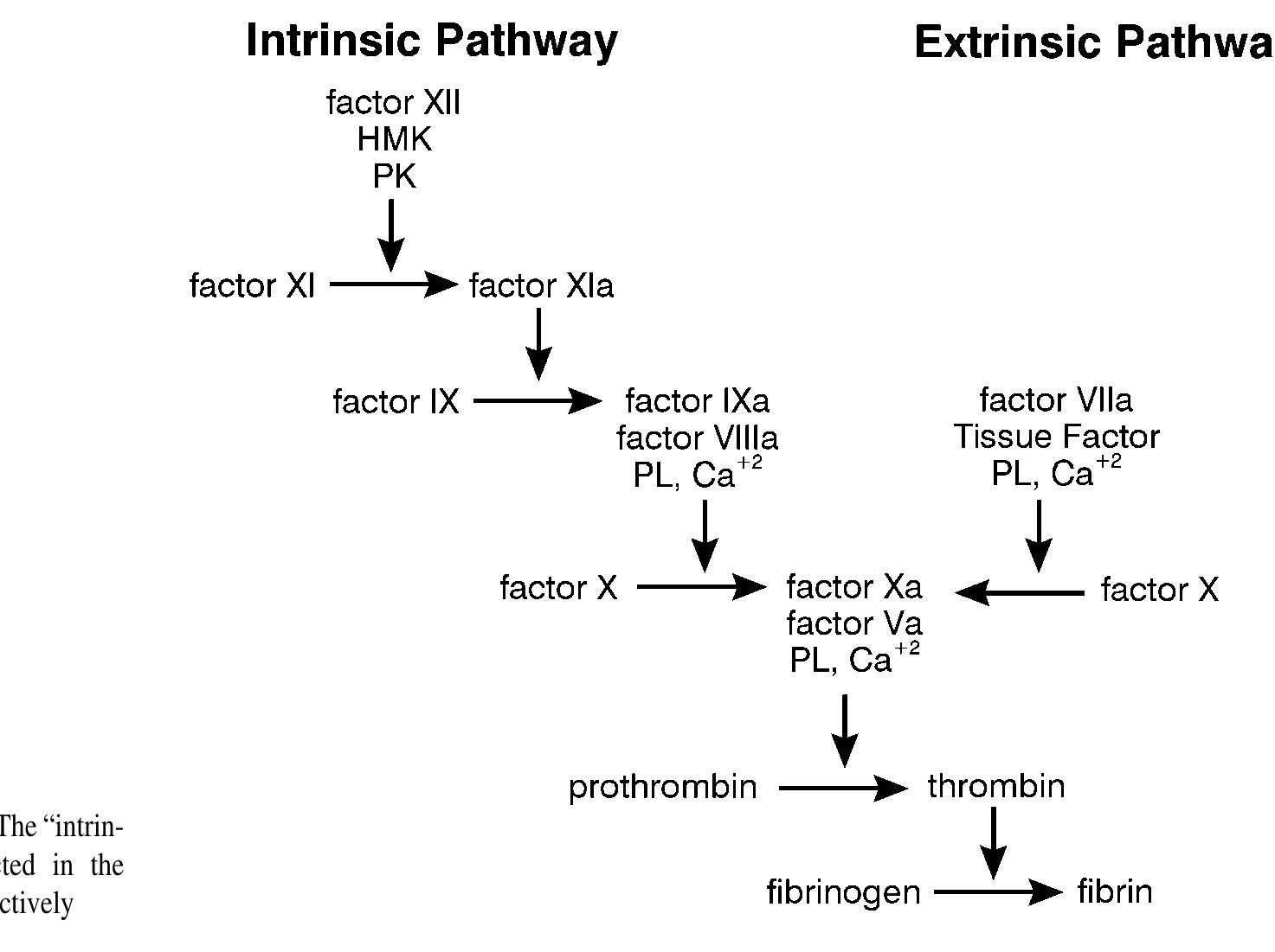 (PDF) A Cell-based Model of Hemostasis