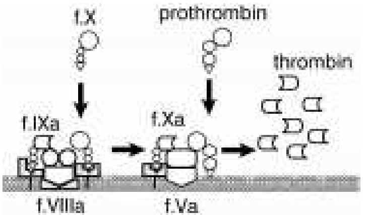 (PDF) A Cell-based Model of Hemostasis
