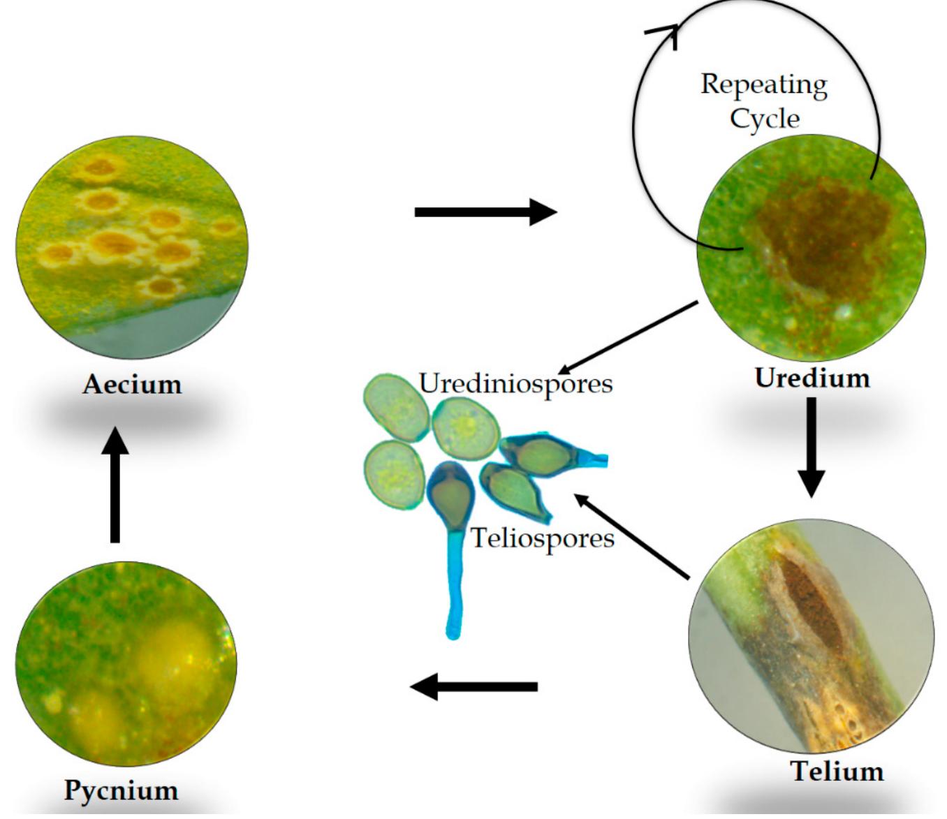 Rust Spores Structure (PDF) A Global Overview of Diversity and Phylogeny of the Rust Genus ...