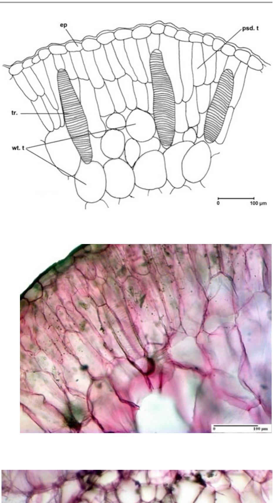 Halophytic Reeds Figure 13 - Morphological and Anatomical Adaptations of