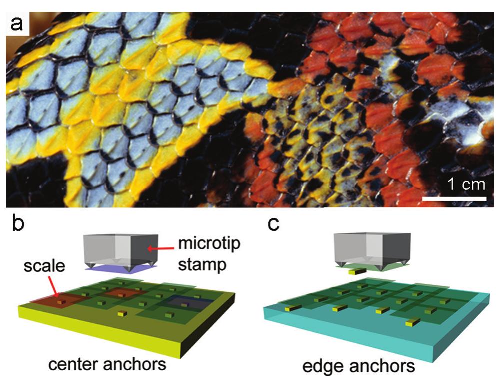 (PDF) Imbricate Scales as a Design Construct for Microsystem Technologies
