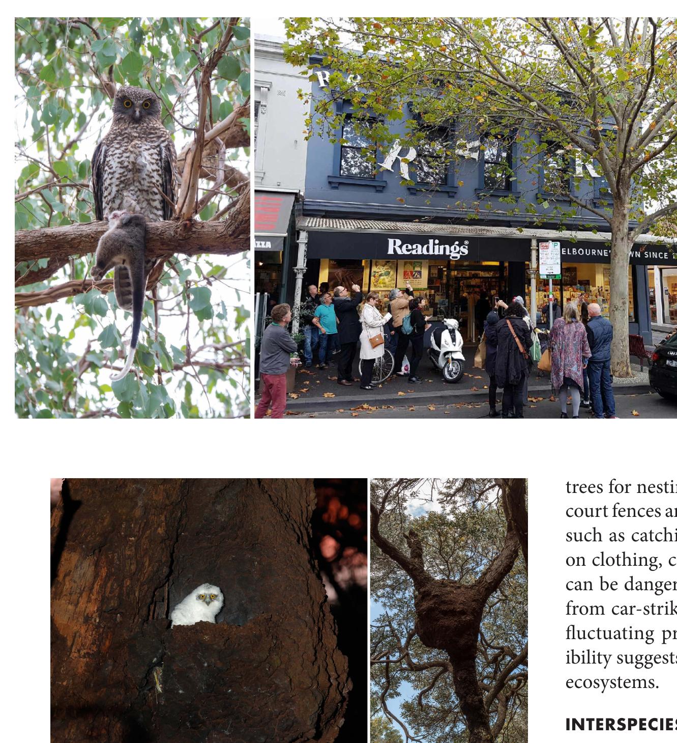 Fig. 3. Atypical nesting sites. (left) A powerful owl chick nesting in a termite nest. (© Dan Parker and Stanislav Roudavski. Photo: Ofer Levy.)  (right) An arboreal termite mound. (© Dan Parker and Stanislav Roudavski. Photo: Blantyre.) 