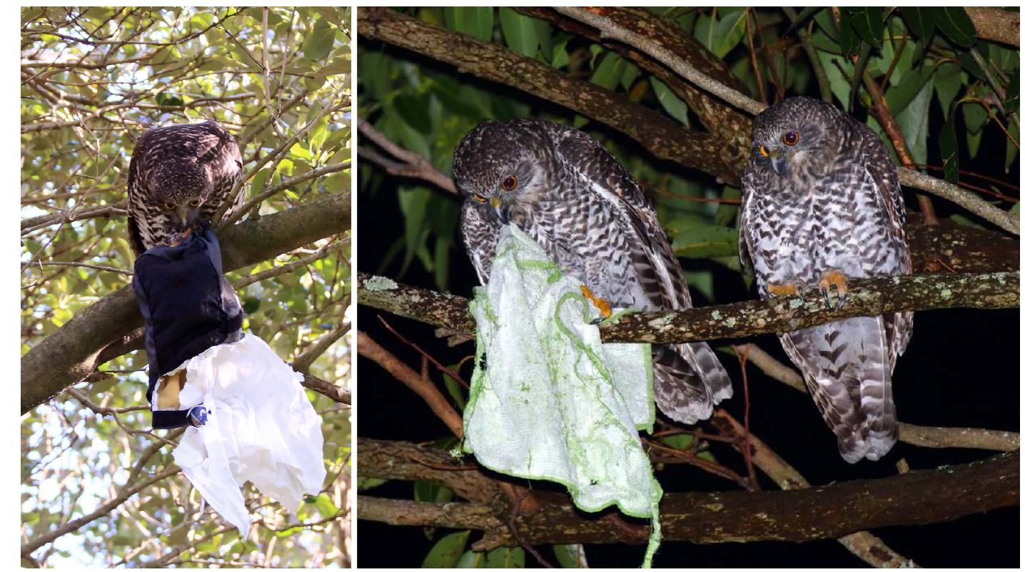 Following this continue with t and the discussi  glimpse into human-owl interactions, we he introduction to our design provocation on of its cultural implications. Existing pro-  visions for owls include nest boxes, hollows from felled trees,  and even repur  posed waste bins (Fig. 5). To date, there is  only one observation of a successful powerful-owl breeding  in a nest box—a The rectilinear  nd only one of the two chicks survived [20]. forms of plywood nest boxes do not match  the material and geometric complexity of the natural struc- tures they aim to replicate. Current techniques could benefit  from functiona  and cultural improvements. For humans, 