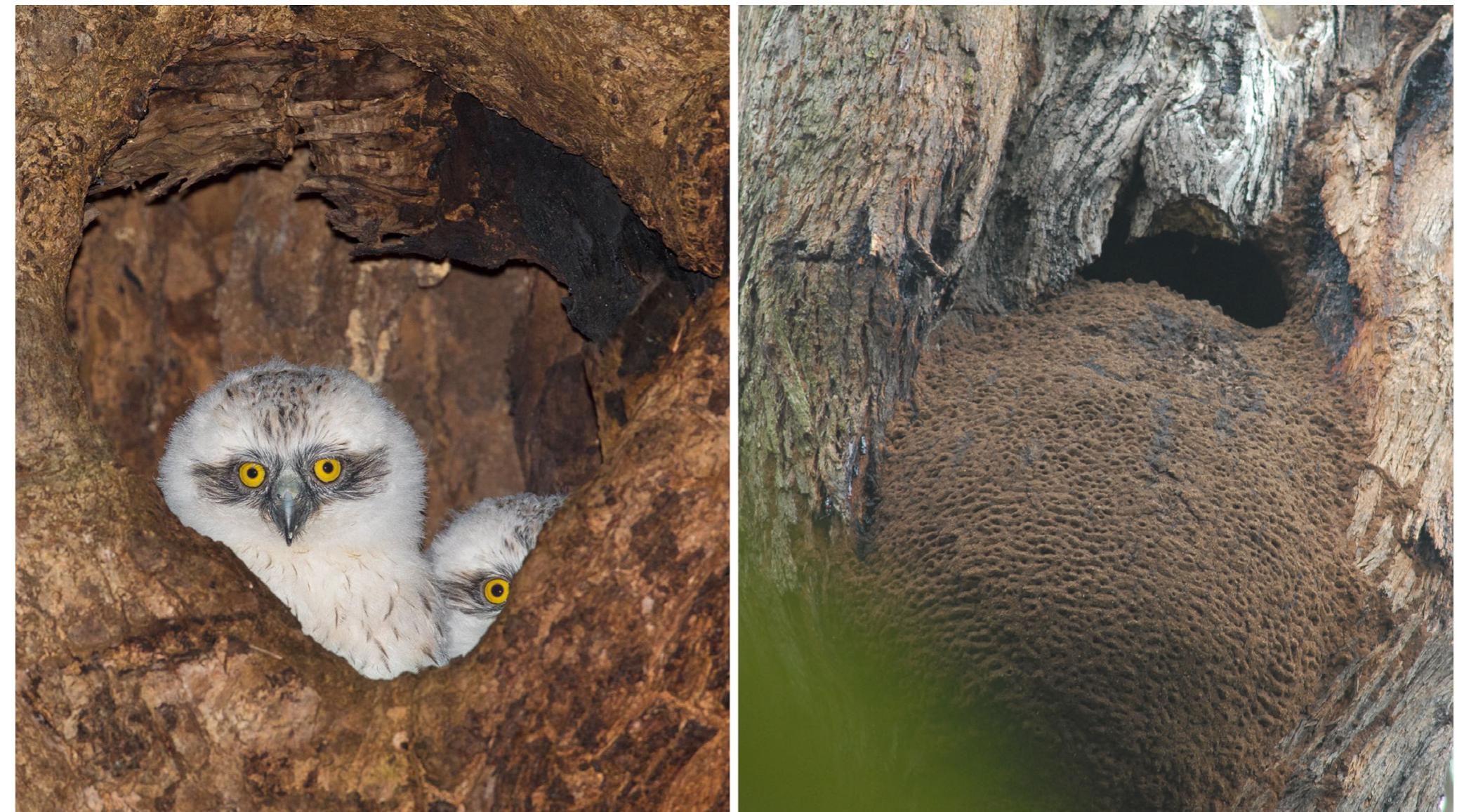 Fig. 1. Precedents for prosthetic nest design. Left: powerful owl chicks nesting in a tree hollow (Photo: Nick Bradsworth). Right: an arboreal termite mound (Photo: Meredith Aveling). Termite mounds are useful precedents for construction because they achieve favor- able internal conditions through complex shapes, porosities and material properties which regulate temperature and moisture [13]. 